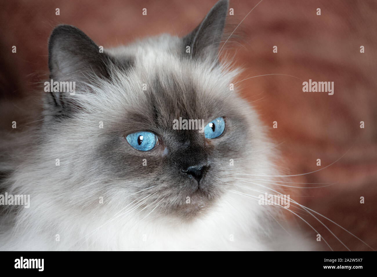 Blue himalayan hi-res stock photography and images - Alamy