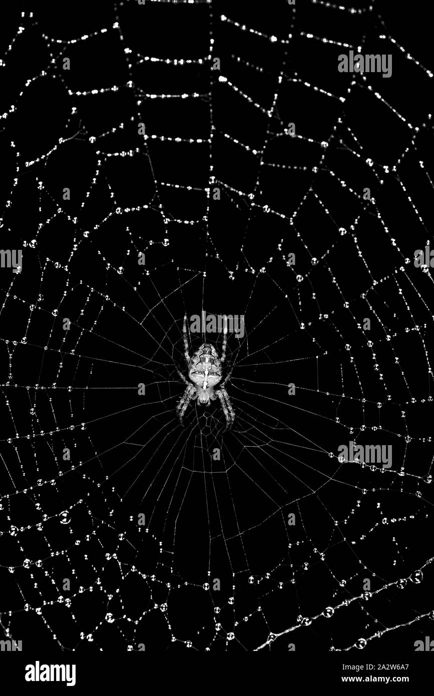 Spider on its rain soaked web Stock Photo