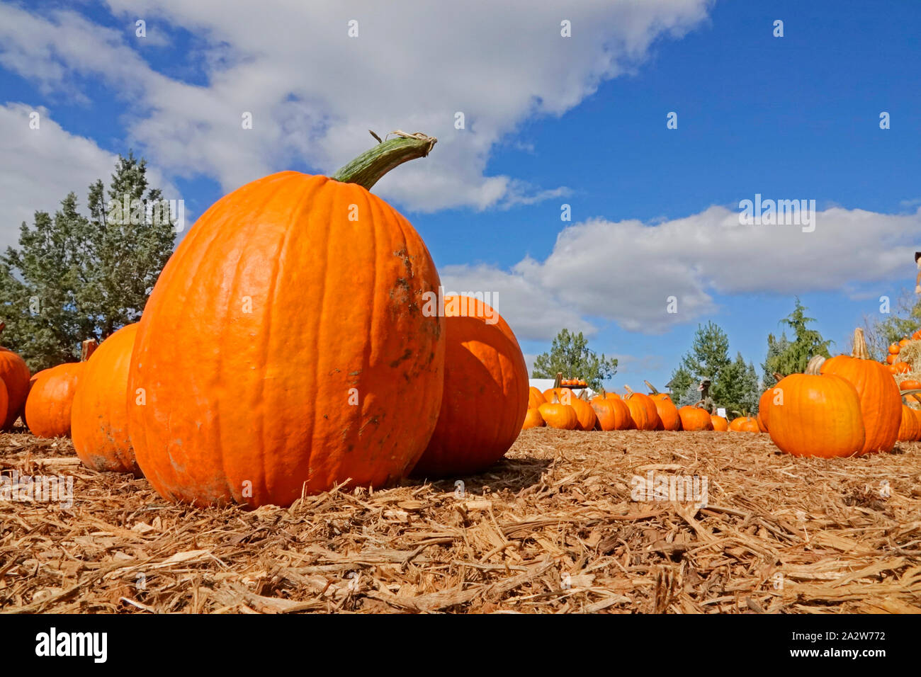 Pumpkins in a field beneath a blue sky in central Oregon in October. Stock Photo