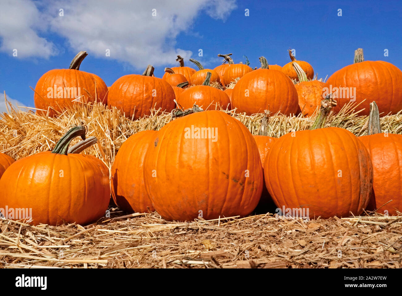 Pumpkins in a field beneath a blue sky in central Oregon in October. Stock Photo