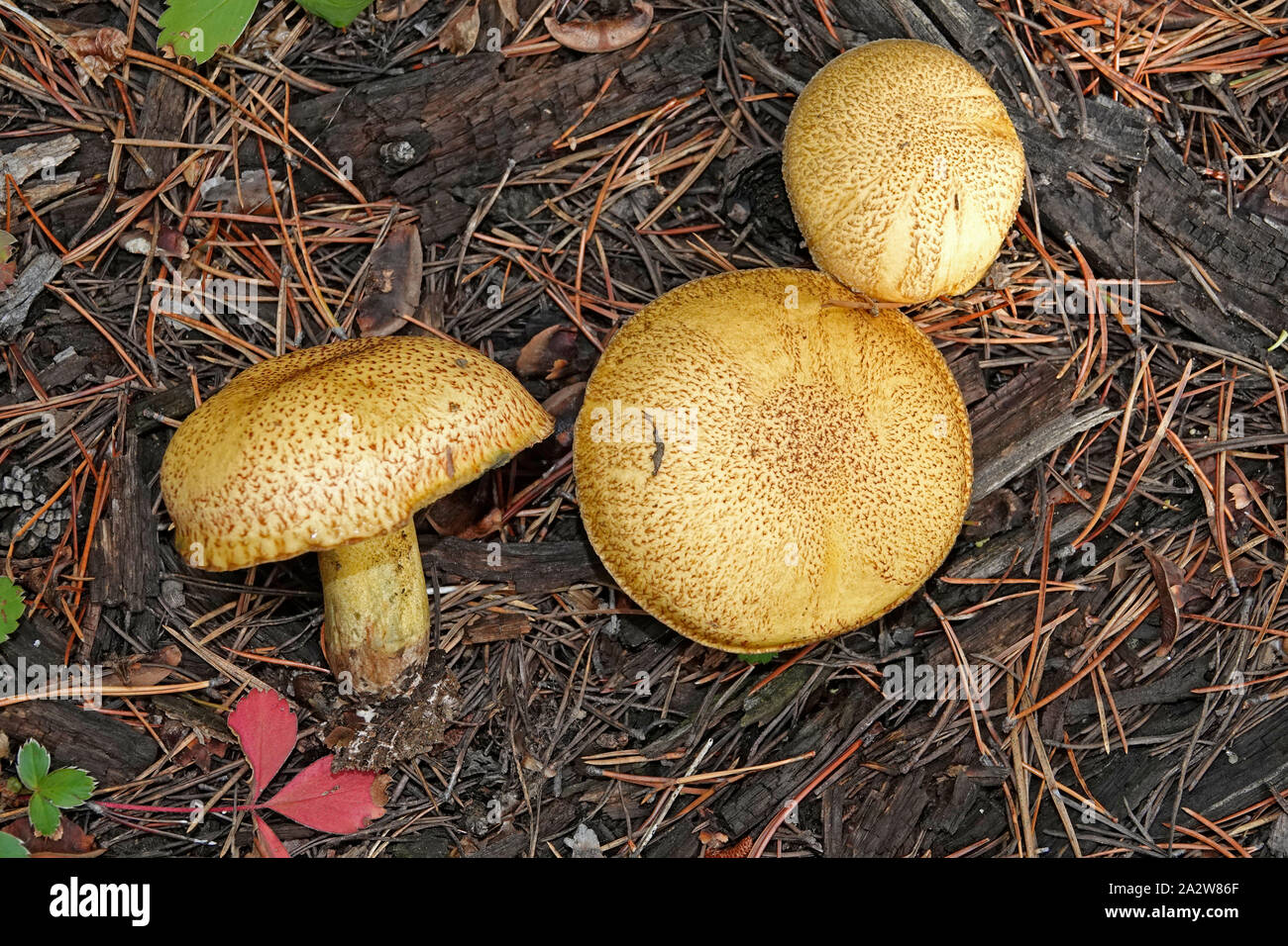 Suillus tomentosus mushrooms, also called Poor Man's Slippery Jack,or Woolly-capped Suillusa. They are a large brown mushroom, usually considered non- Stock Photo