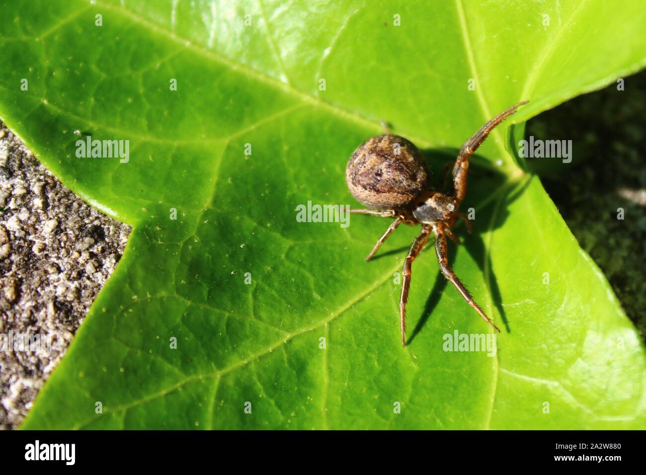 The picture shows a spider on a leaf in the garden Stock Photo - Alamy