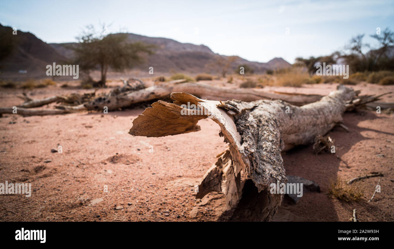 wood bough on the desert on yellow sand in Timna valley Stock Photo