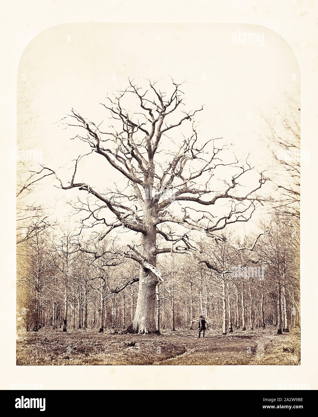 Queen Anne's Oak, James Sinclair (British, 1821-1881), 1864, albumen print, 11-1/4 x 9-3/8 in. (image), series, The History of Windsor Great Park and Windsor Forest Stock Photo