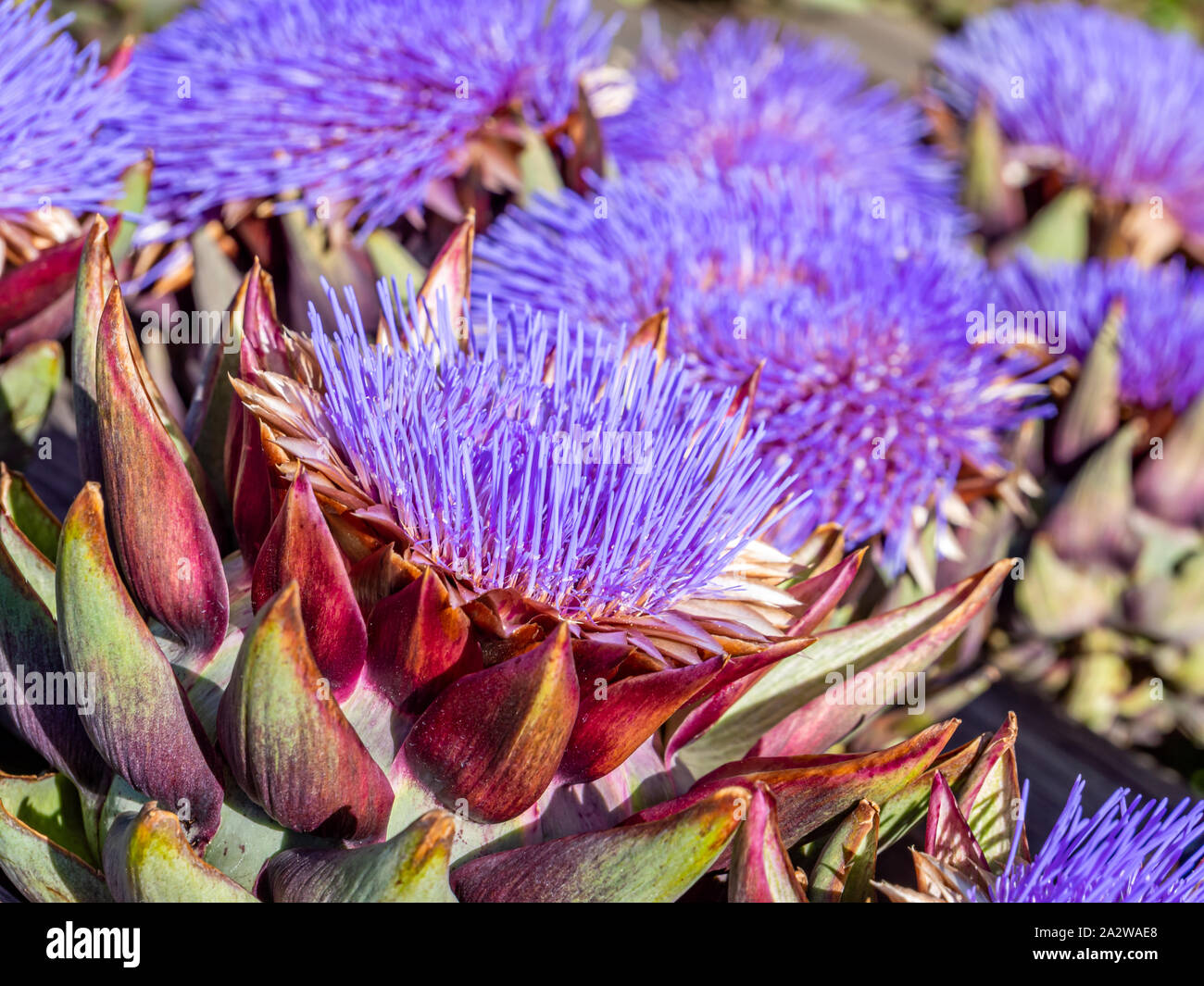 painting Get Artichoke Plants For Sale Near Me Background