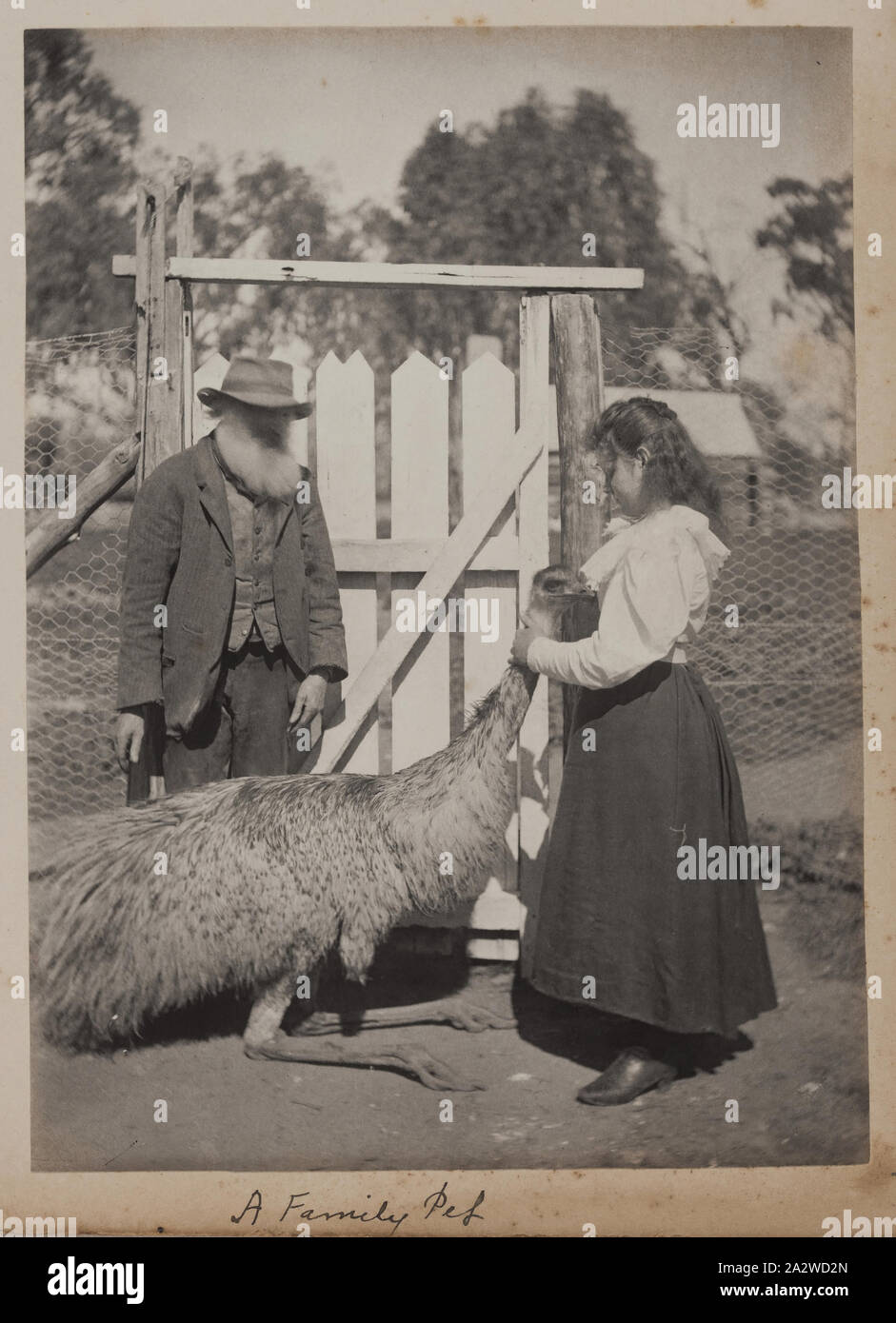 Photograph - by A.J. Campbell, Victoria, circa 1900, A young girl with a pet emu. There is a bearded man with her and they appear to be in an enclosure Stock Photo
