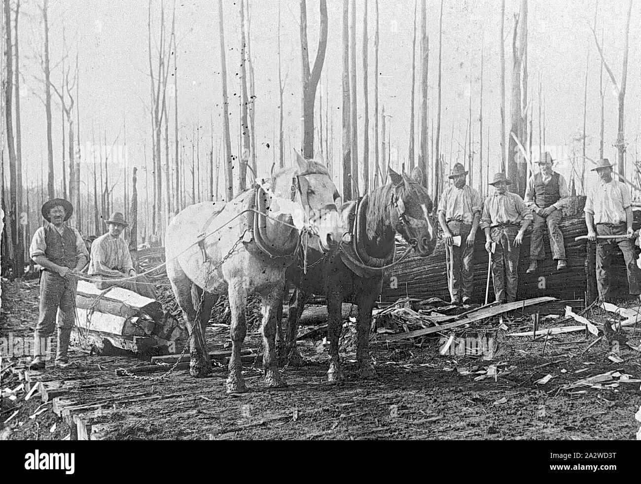 Negative - Horse Team Pulling Timber on Sled, Lavers Hill District, Victoria, circa 1895, A horse team pulling timber on sled. There has apparently been a bushfire through the area. There is a group of workers around the horse team, some of the men are holding axes Stock Photo