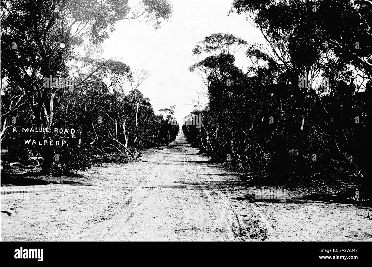 Negative - Walpeup District, Victoria, circa 1915, A bush road through Mallee scrub Stock Photo