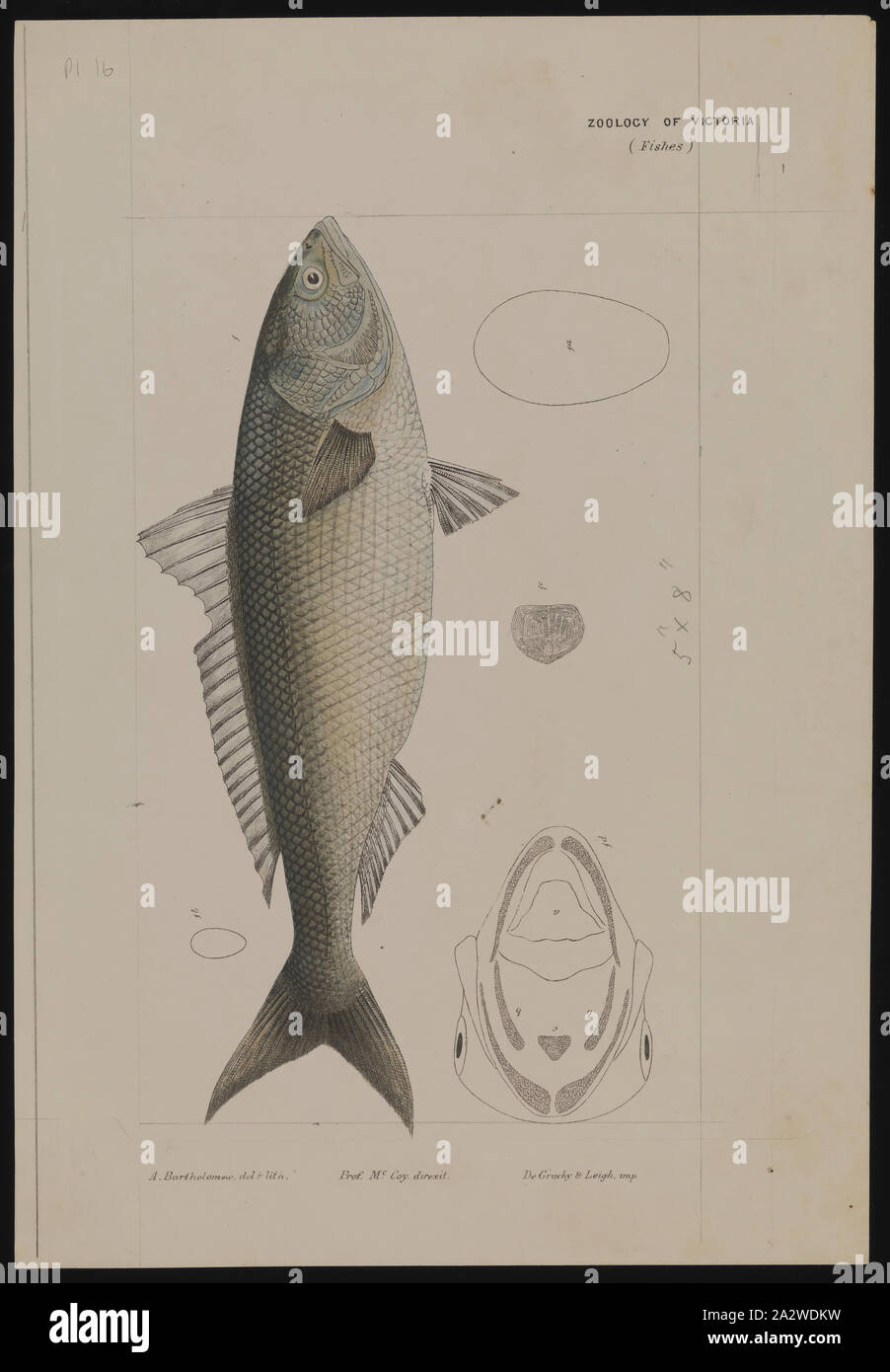 Fische I Frederick Mccoy main image 1