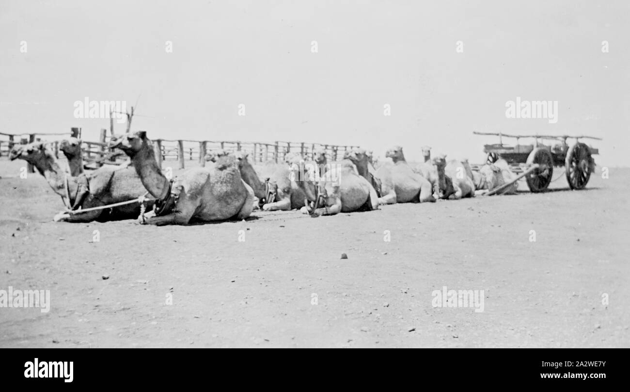 Negative - Camel Train Resting, Warrawagine, Western Australia, circa 1938, Image of a camel team with a wagon, possibly taken in Warrawagine in circa 1938. The camels and their cameleers helped carry supplies inland for the mining and sheep industries, aided the building of the Overland Telegraph Line, the Canning Stock Route, major fence lines and the Trans-Australia and Central Australian railways. They carried pipe sections for the Goldfields Water Supply, supplied Stock Photo