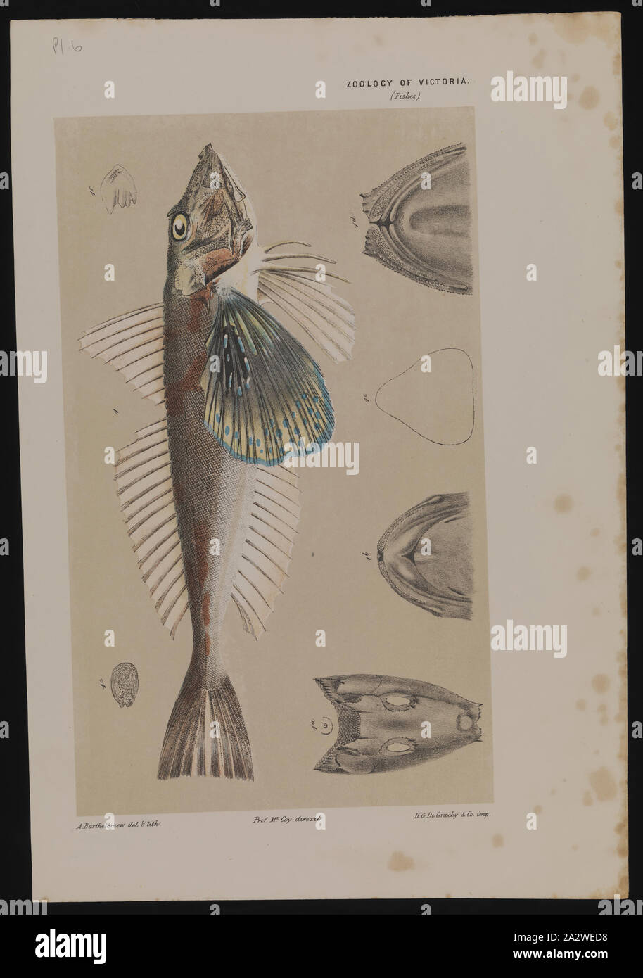 Lithographic proof - Red Gurnard, Chelidonichthys kumu, Arthur Bartholomew, Colour proof for Plate 6 in The Prodromus of the Zoology of Victoria by Frederick McCoy. This plate forms part of the much larger Prodromus Collection. Many of the original illustrations in the collection informed the production of the two volume work 'The Prodromus of the Zoology of Victoria', Museum Victoria's first major publication commencing in 1878 Stock Photo