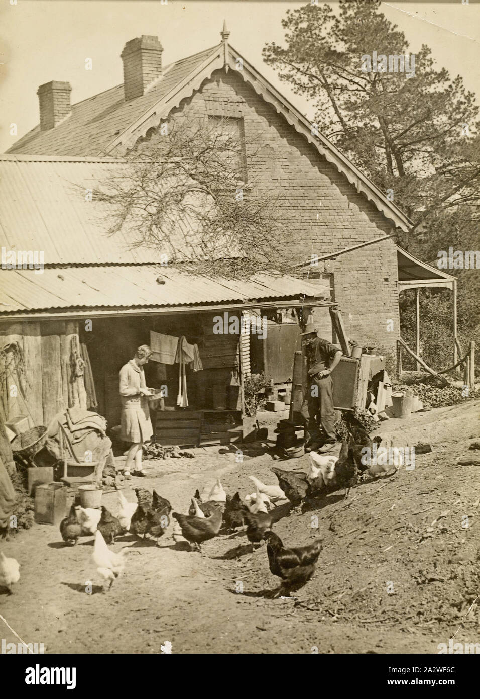 Digital Photograph - Feeding the Chooks, 'Willis Vale' Homestead, Greensborough, Victoria, circa 1920s, View at back of the old homestead on the property 'Willis Vale' during the depression. The property in Greensborough was established in 1839 and later acquired by the Partington family around the early 1870s. The property continued to function as a working farm up to this point and the orchard established by Robert Whatmough on the property in the 1870s and 1880s was still there, although Stock Photo