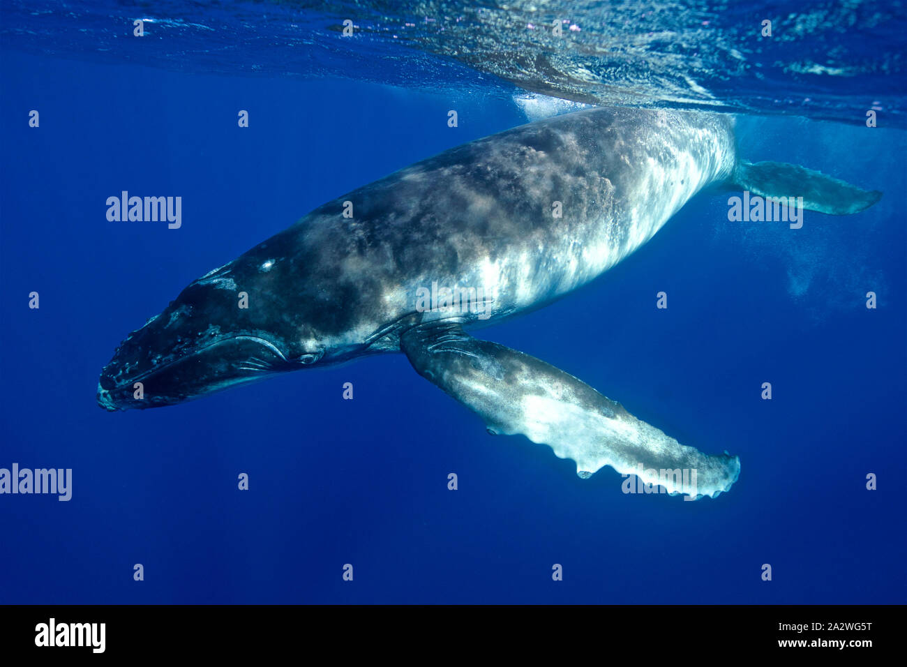Calf blue whale hi-res stock photography and images - Alamy