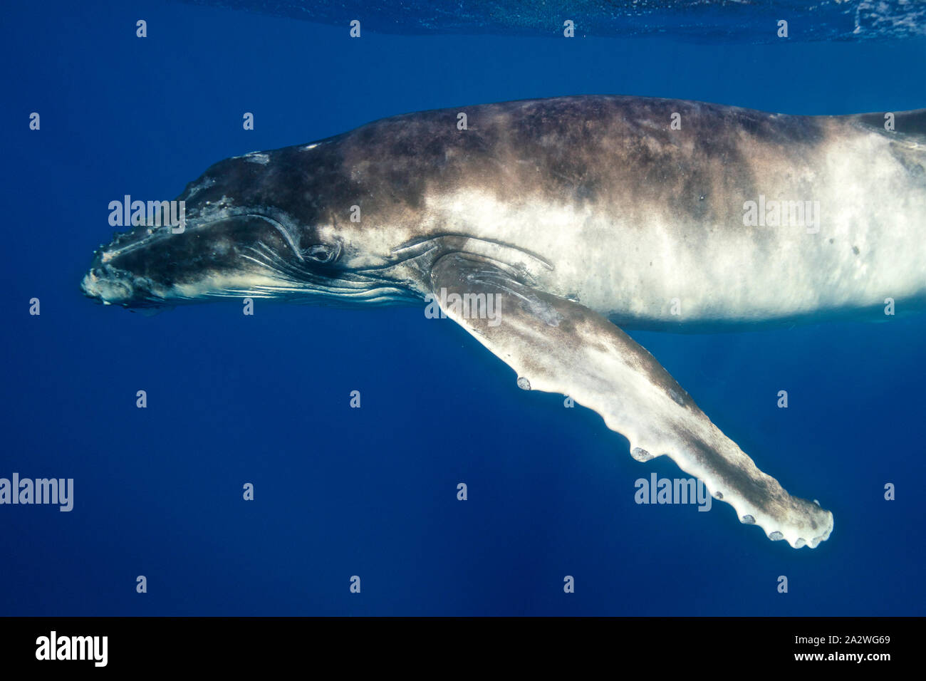 Whale closeup hi-res stock photography and images - Alamy