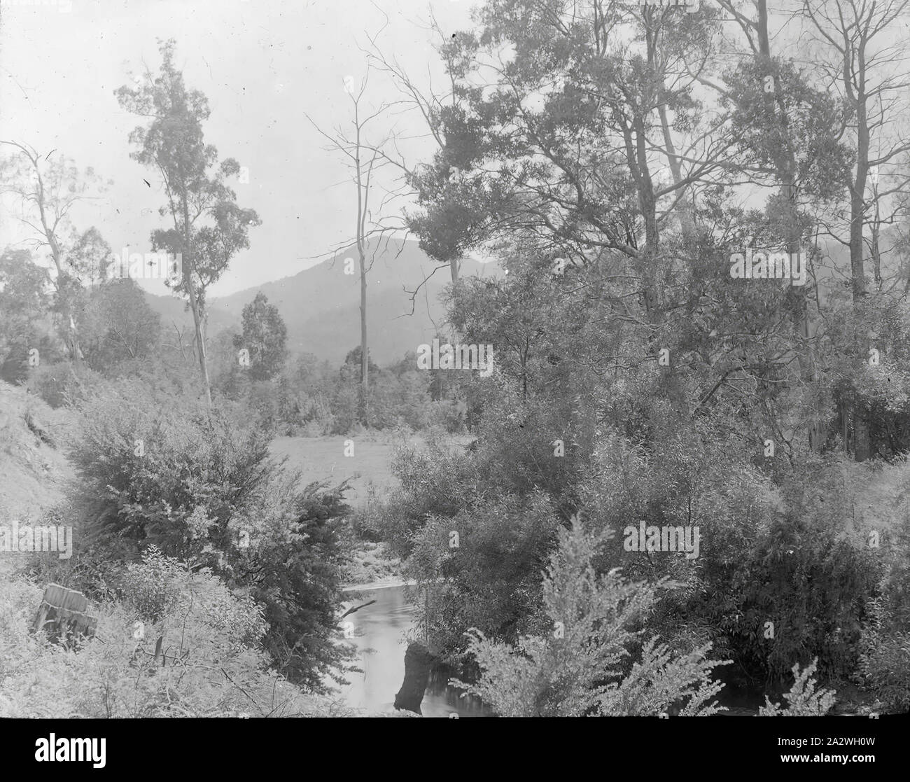 Lantern Slide - Yarra River, Victoria, Date Unknown, Black and white image of the Yarra River, Victoria photographed by A.J. Campbell. This is one of many glass lantern slides that form the A.J. Campbell Collection held by Museum Victoria Stock Photo