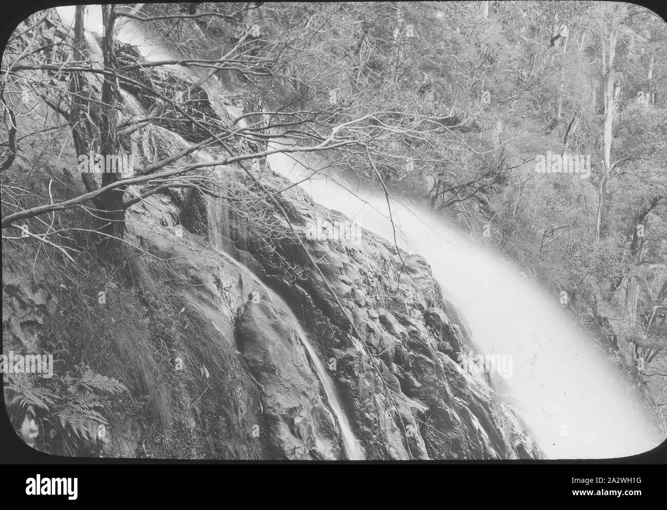 Lantern Slide - Upper Yarra Falls, Victoria, Date Unknown, Black and white image of the Upper Yarra Falls accessed via the Upper Yarra Track in Victoria, photographed by A.J. Campbell. one of many forming the A.J. Campbell Collection held by Museum Victoria Stock Photo