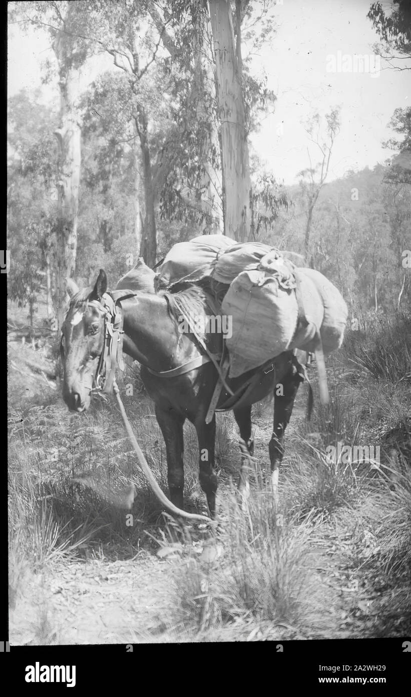 Fully laden pack horse hires stock photography and images Alamy