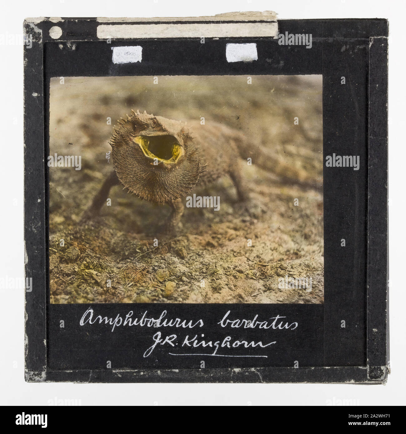 Lantern Slide - 'Amphibolurus Barbatus', 1920-1940, Coloured lantern slide depicting a bearded dragon ( Amphibolurus Barbatus). Image by J. R. Kinghorn, (1891-1983), zoologist, museum curator and broadcaster. Kinghorn was employed at the Australian Museum in Sydney between 1907-1956 Stock Photo