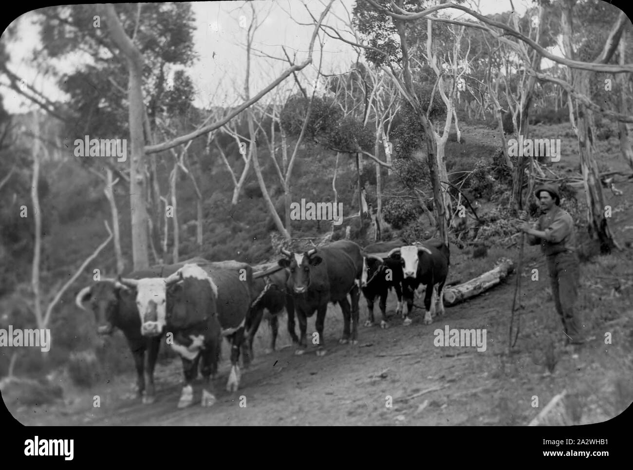 Bullocks hauling hi-res stock photography and images - Alamy