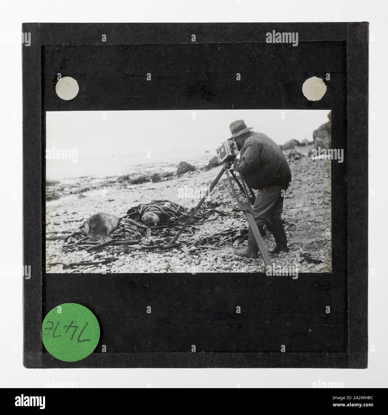 Lantern Slide - 'Captain Frank Hurley Taking Some Cine', Macquarie Island, BANZARE Voyage 2, Antarctica, 1930-1931, Lantern slide of Frank Hurley filming seals on Macquarie Island. One of 328 images in various formats including artworks, photographs, glass negatives and lantern slides Stock Photo
