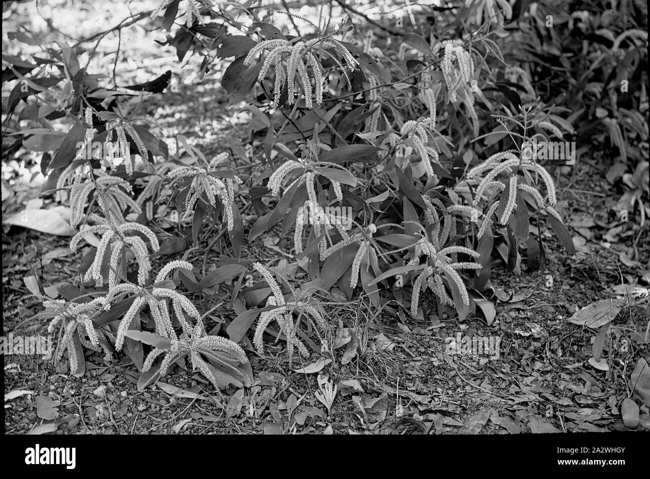 Lantern Slide Cunninghamii Flowers, Mackay, Queensland, Date Unknown