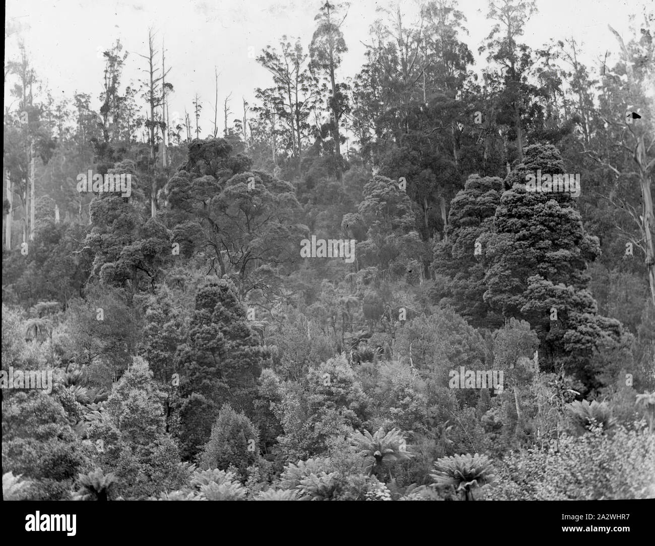 Lantern Slide - Forest, Australia, 1900, Black and white image of an Australian forest, photographed by A.G. Campbell, son of A.J. Campbell. A notation added to the slide: Clutching with myriad precious roots the soil Stock Photo