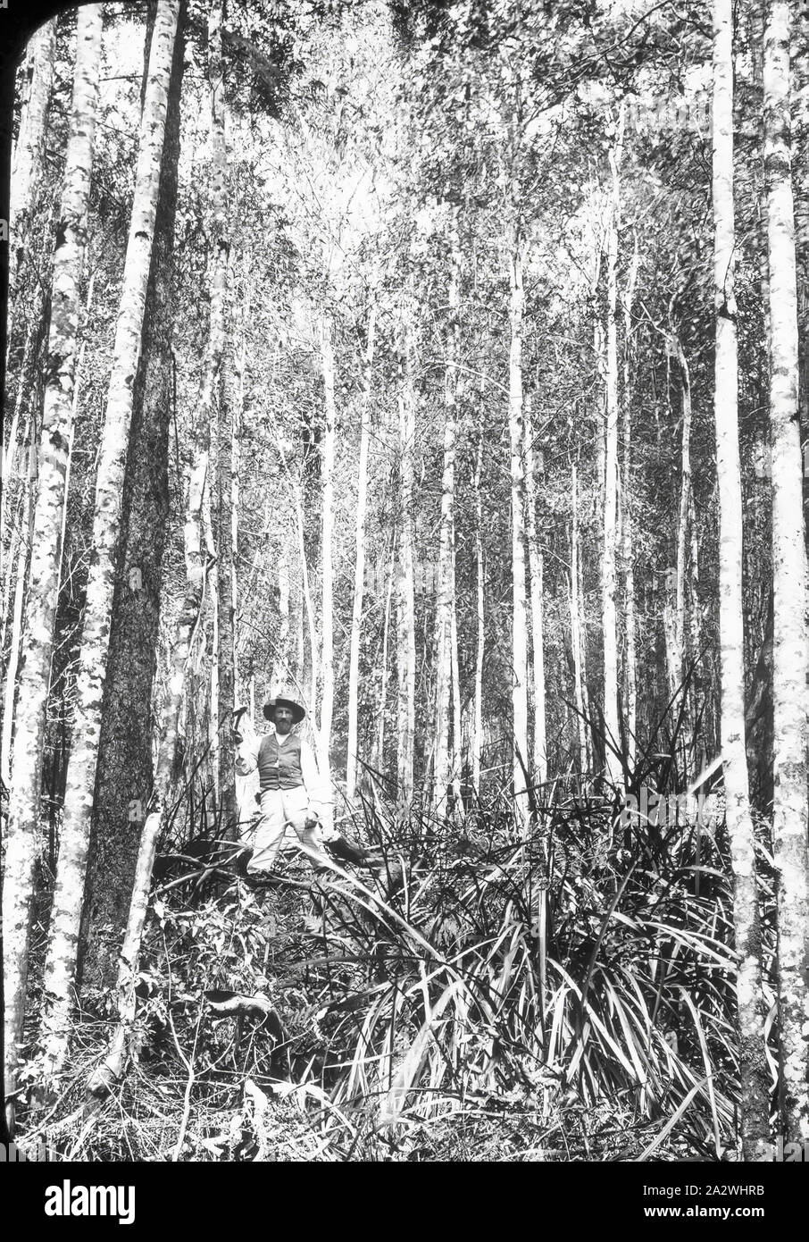 Lantern Slide - Forest, Sassafras, Victoria, Date Unknown, Black and white image of the forest at Sassafras, photographer not known Stock Photo