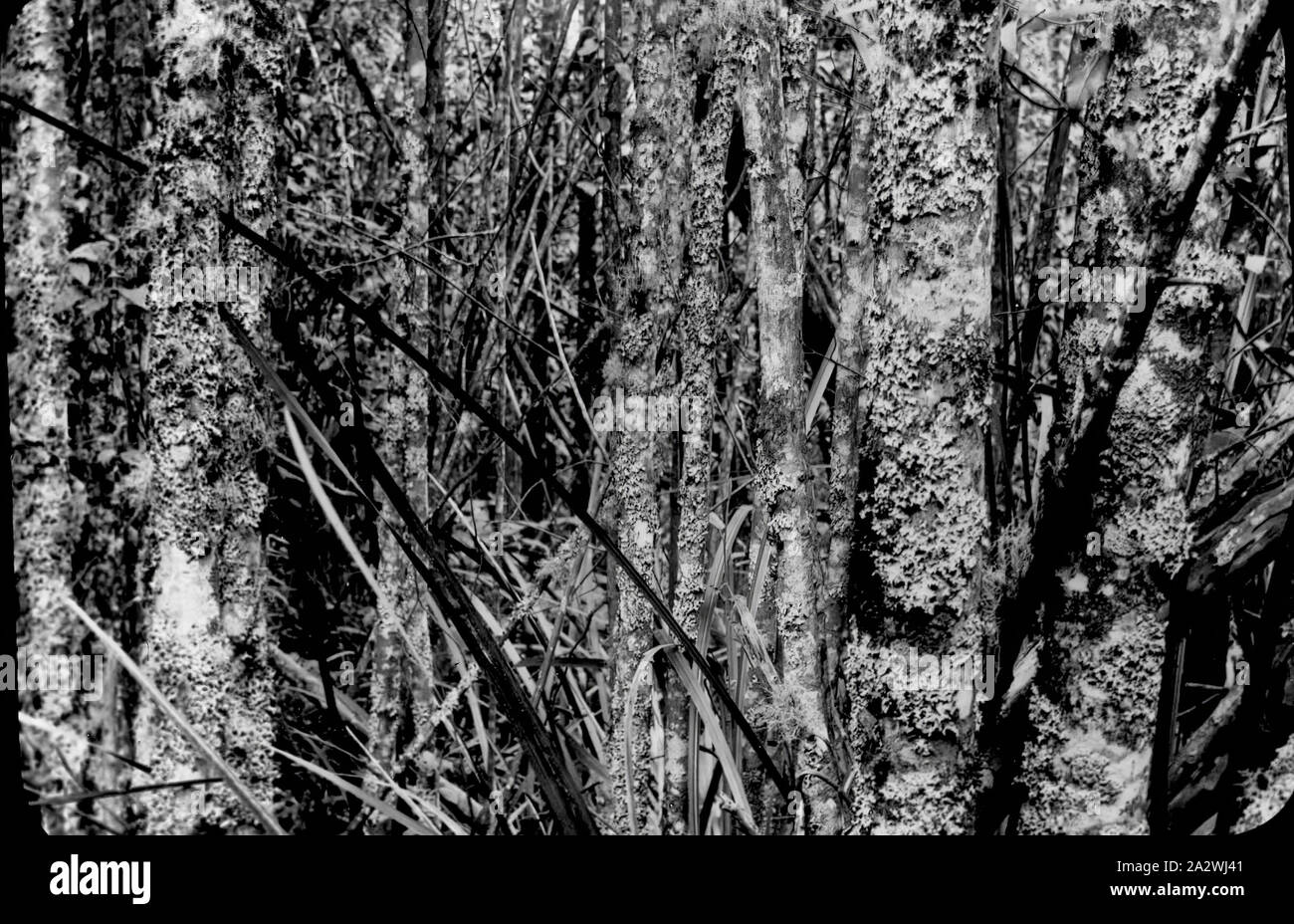 Lantern Slide - Lichens, Dandenongs, Victoria, Date Unknown, Black and white image of lichens on trees in the Dandenongs of Victoria Stock Photo