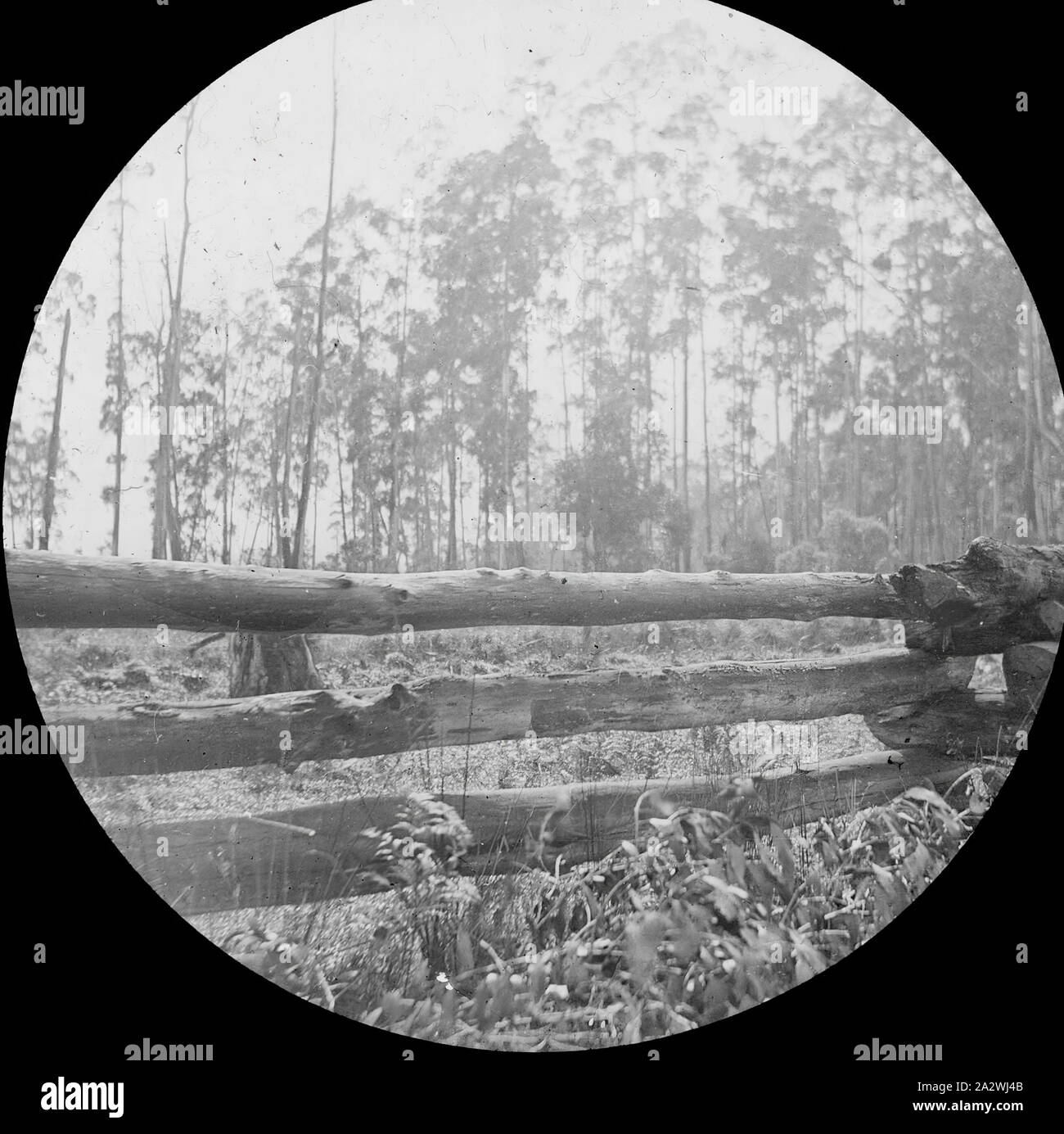 Lantern Slide - Log Fence, Victoria, Australia, Date Unknown, Black and white image of an early log fence possibly in the Gippsland region, photographed by A.J. Campbell. This is one of many glass lantern slides that form the A.J. Campbell Collection held by Museums Victoria Stock Photo