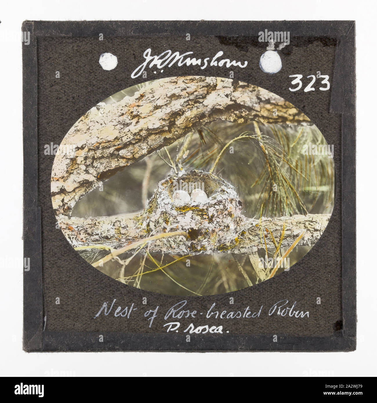 Lantern Slide - 'Nest of Rose-Breasted Robin', 1920-1940, Standard format coloured glass lantern slide depicting a rose-breasted robin nest with two eggs situated on the branch of a tree. Image by J. R. Kinghorn, (1891-1983), zoologist, museum curator and broadcaster. Kinghorn was employed at the Australian Museum in Sydney between 1907-1956 Stock Photo
