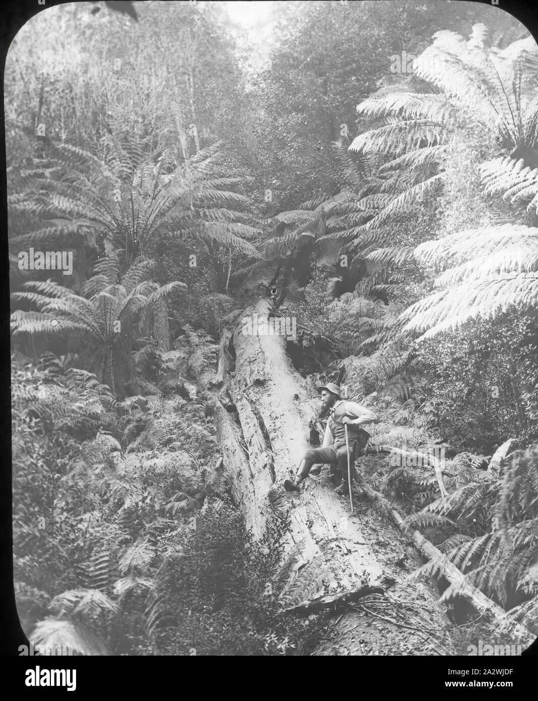 Lantern Slide - Sassafras Creek, Victoria, Date Unknown, Black and white image of a gentleman sitting on the trunk of a fallen tree providing some indication of the tree's immense size Stock Photo