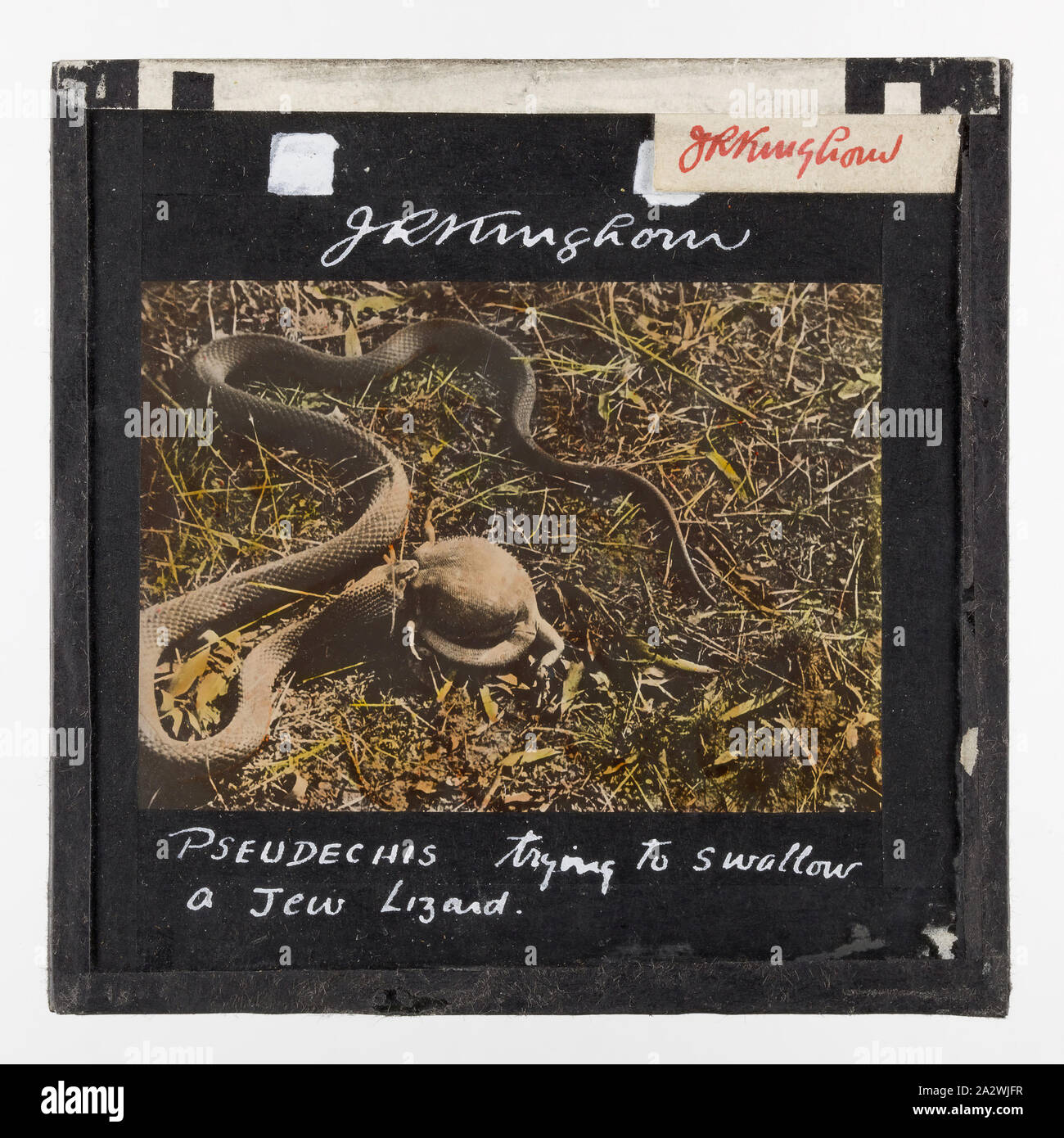 Lantern Slide - Snake Trying to Swallow Jew Lizard, 1920-1940, Coloured lantern slide depicting a pseudechis (king brown snake) trying to swallow a jew lizard. Image by J. R. Kinghorn, (1891-1983), zoologist, museum curator and broadcaster. Kinghorn was employed at the Australian Museum in Sydney between 1907-1956 Stock Photo