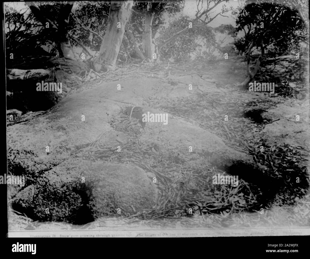 Lantern Slide - Snow Gums, Victoria, Australia, Date Unknown, Black and white image of a newspaper article showing snow gums growing through granite rock, possibly used to illustrate a public lecture given by a Campbell on the natural vegetation of the Victorian high country. This is one of many glass lantern slides that form the A.J. Campbell Collection held by Museums Victoria Stock Photo