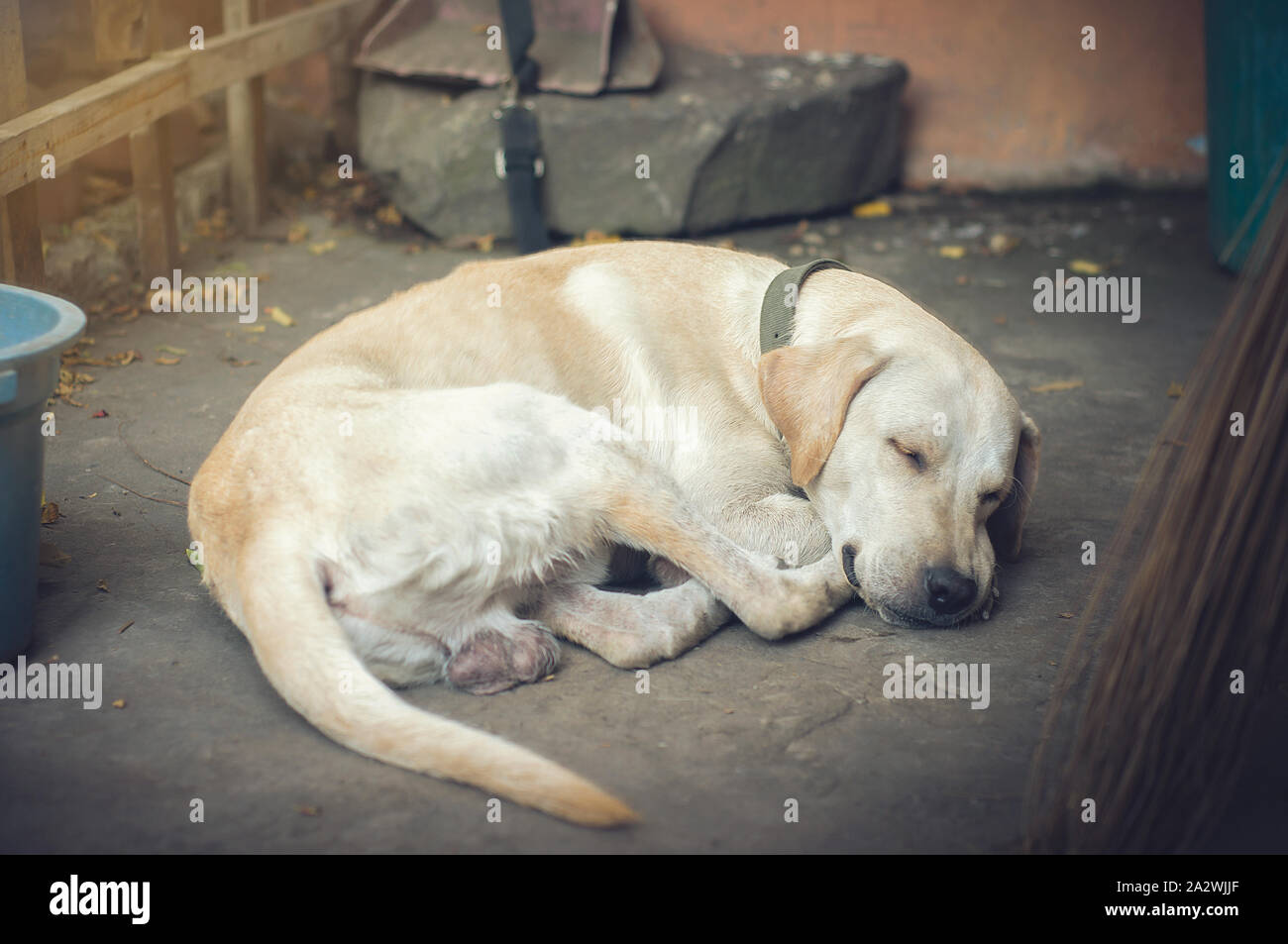 A poor, cute, peaceful, simple Labrador sleeping on a dirty ground on an ordinary yard. Stock Photo