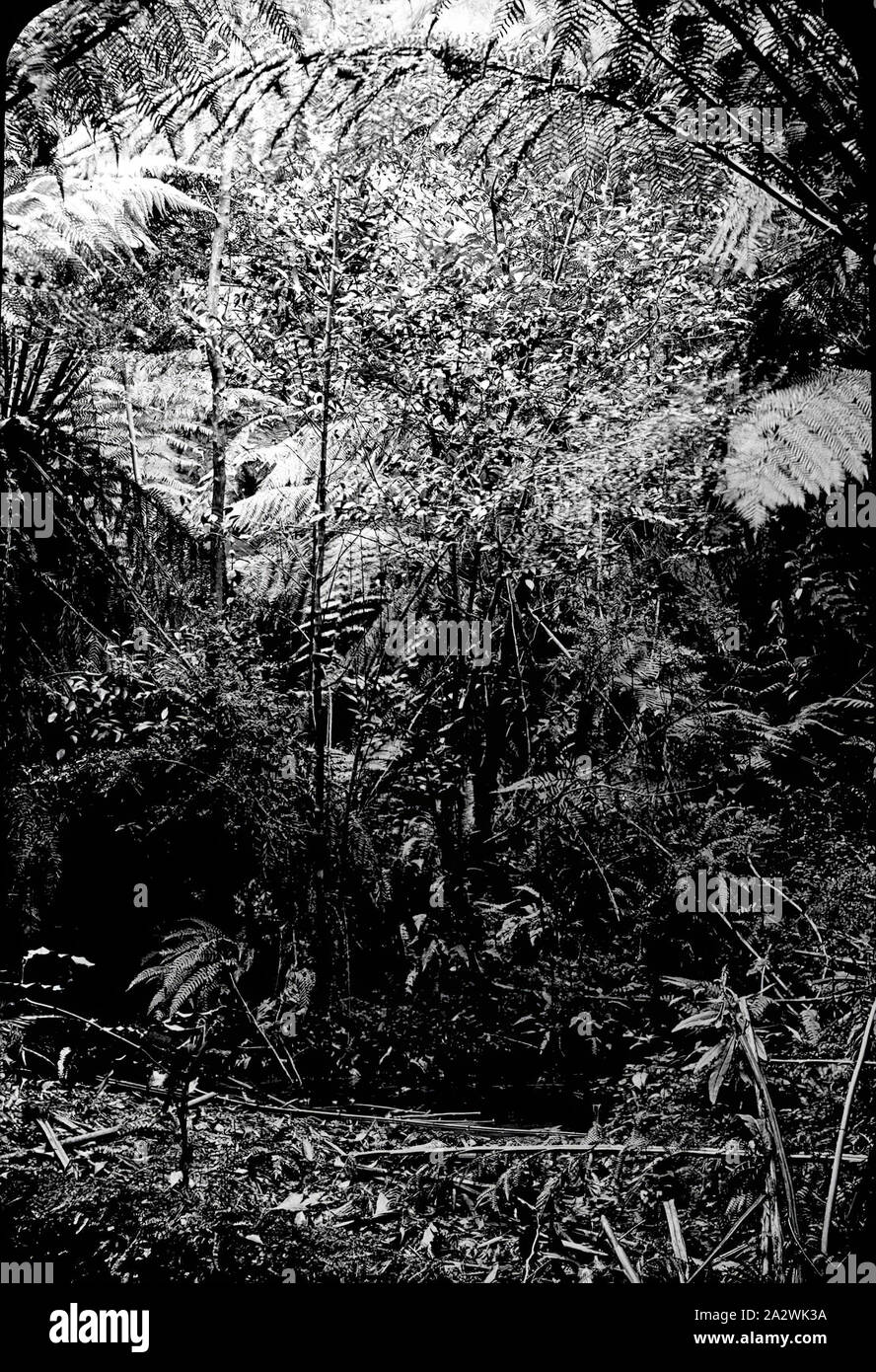 Lantern Slide - Tree Ferns, Australia, Date Unknown, Black and white image of tree ferns photographed by A.J. Campbell. This is one of many glass lantern slides that form the A.J. Campbell Collection held by Museums Victoria Stock Photo