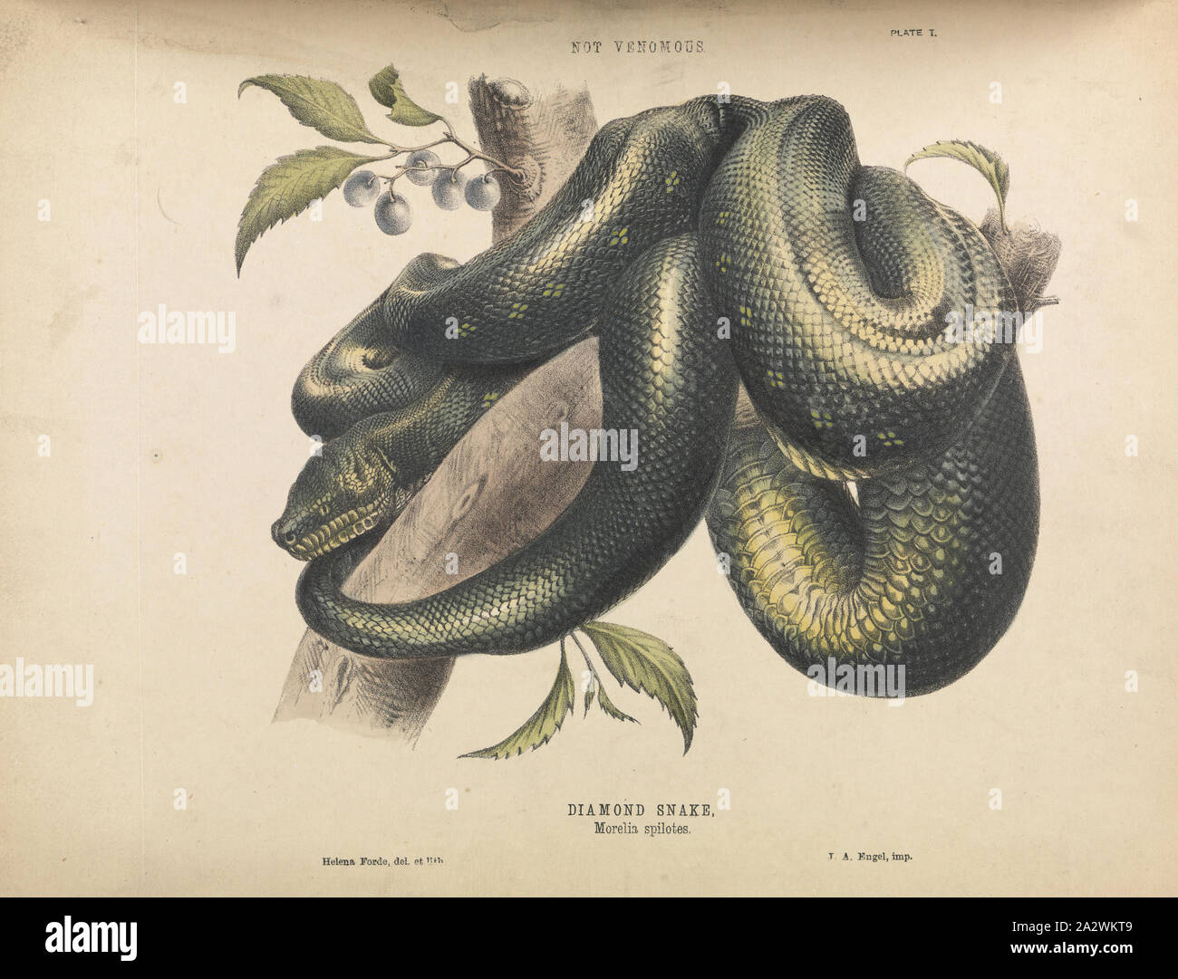 Plate - Diamond Snake, Morelia Spilotes, The print depicted here was ...