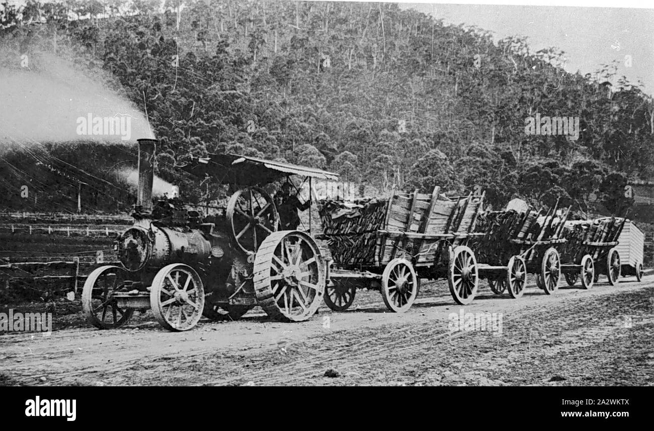 Negative - Mount Warrenheip, Victoria, circa 1900, Fowler steam traction engine on road past Mount Warrenheip, hauling a wagon train with three loads of timber mining laths and a living van at rear Stock Photo