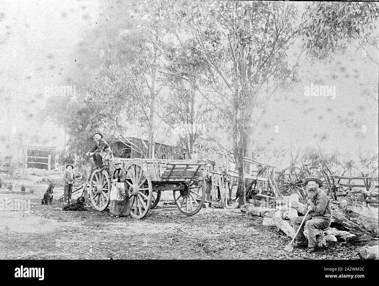 Negative - Boyle Family With Farm Waggon, Lake Goldsmith, Victoria, circa 1885, Robert Boyle and family posing with a farm wagon, on the family's property at Lake Goldsmith. Robert Boyle was the first person to select land at Lake Goldsmith under the Duffy Land Act in 1862. Robert Boyle is seated on a log in the foreground resting an axle against his knee. His wife, Julia, is standing beside the wagon wearing a dress and white apron, and Robert's adult son Samuel is seated on Stock Photo