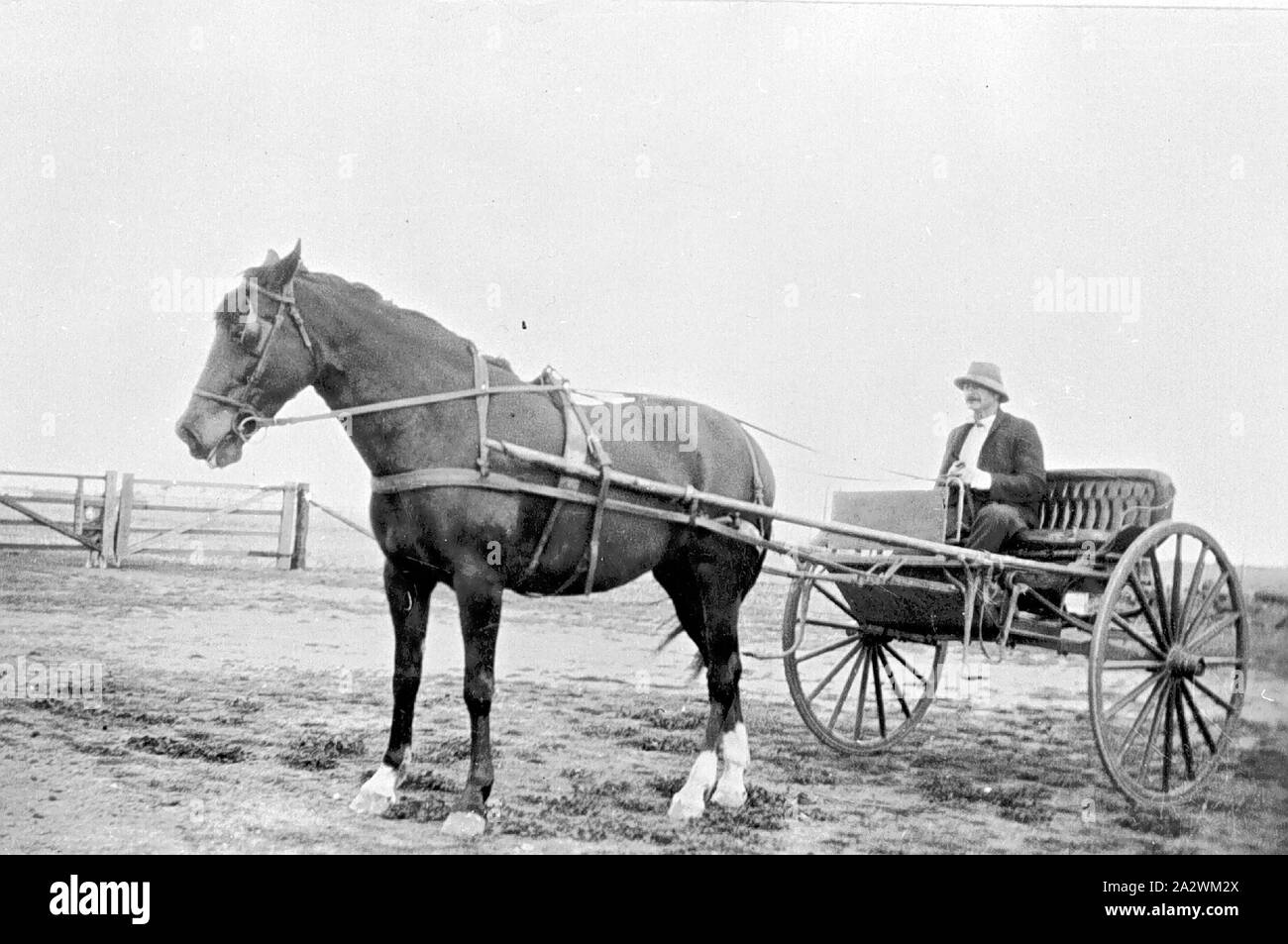 Negative Man in Horse & Buggy, 'Glenview' Station, Tullamarine
