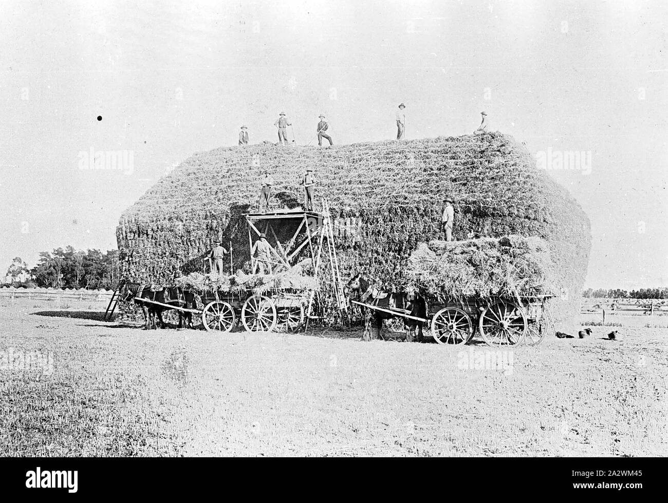 Haystack Reclamation Negative - Men Building a Haystack, Werribee, Victoria, 1910, Men ...