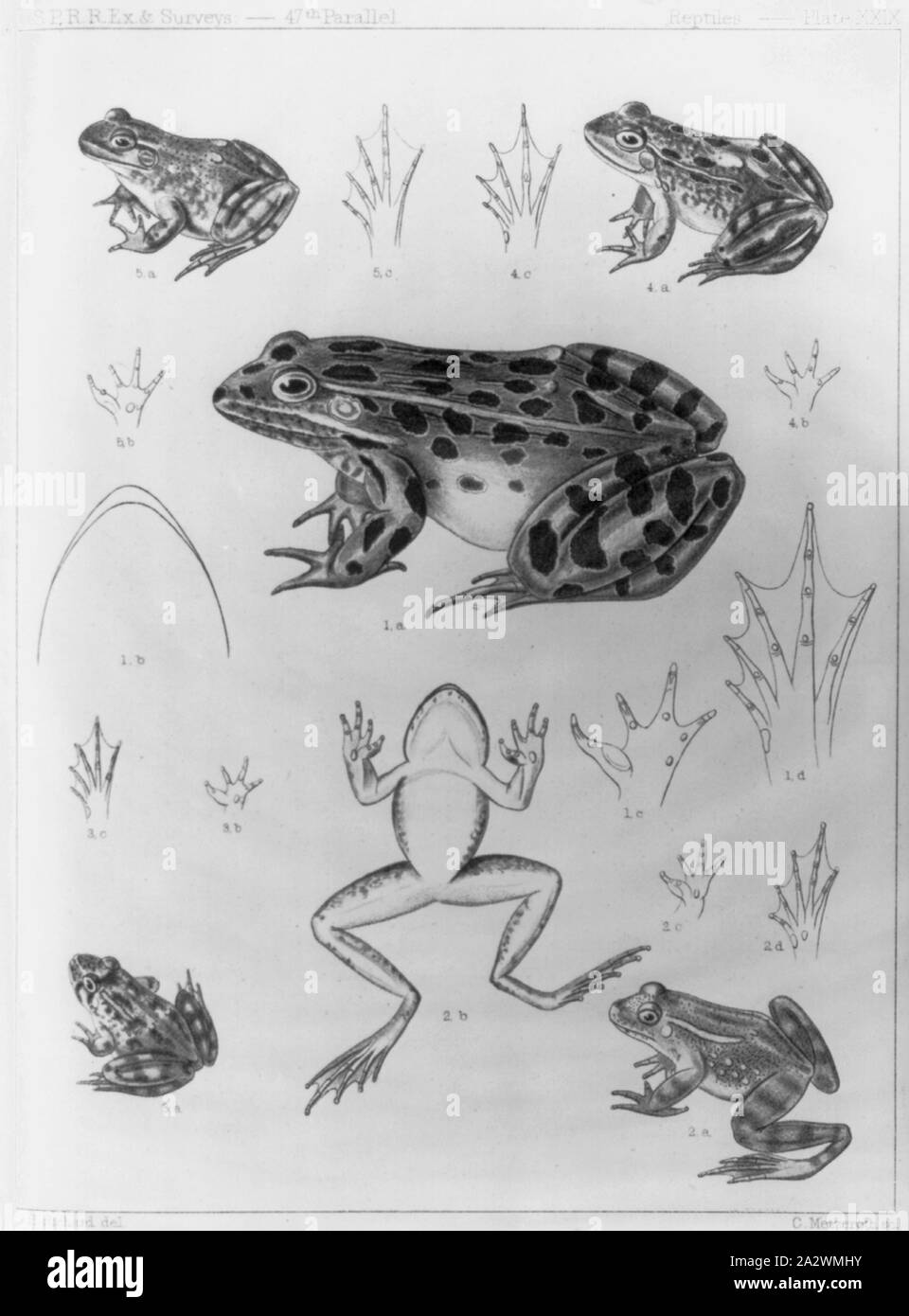 Reptiles Stock Photo