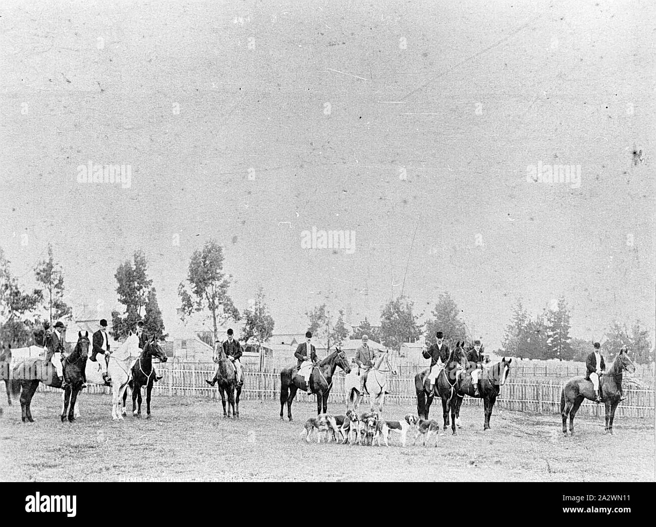 Negative - Members of the Hamilton Hunt Club With Hounds & Horses, Hamilton, Victoria, 1893, Members of the Hamilton Hunt Club with hounds and horses Stock Photo