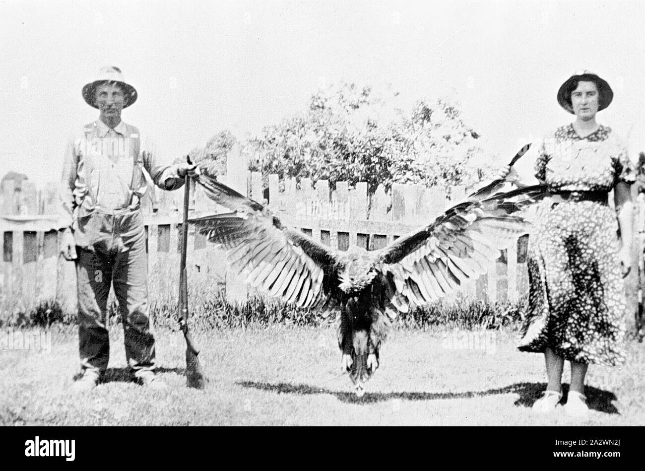 Negative - Man & Woman Holding a Dead Eagle by Its Outspread Wings, Apsley, Victoria, 1937, A man and woman holding a dead eagle by its outspread wings. The man also holds a rifle Stock Photo