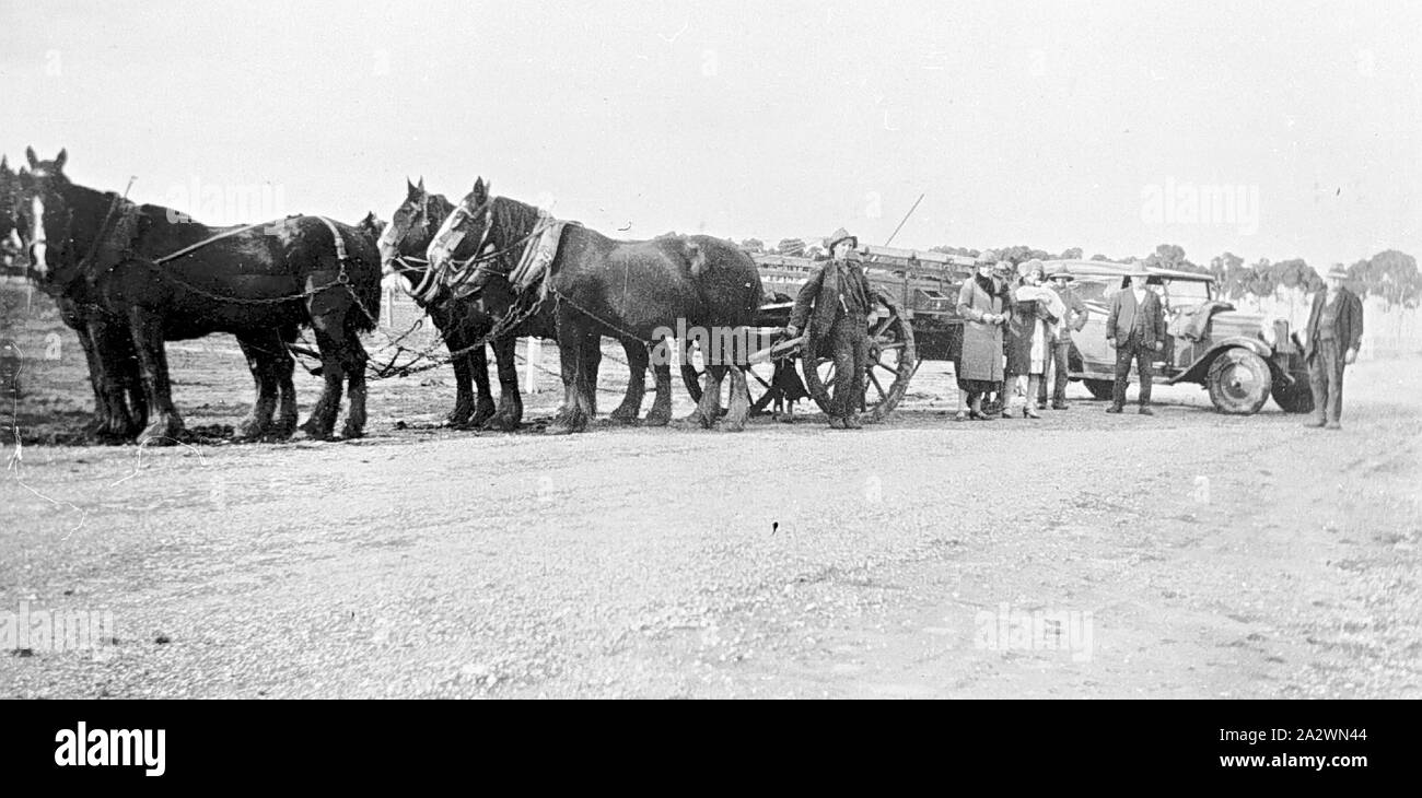 Negative - Horse Team Which Has Pulled a Car From a Bog, Laen East, via Donald, Victoria, 1931, A horse team which has pulled a car from a bog Stock Photo