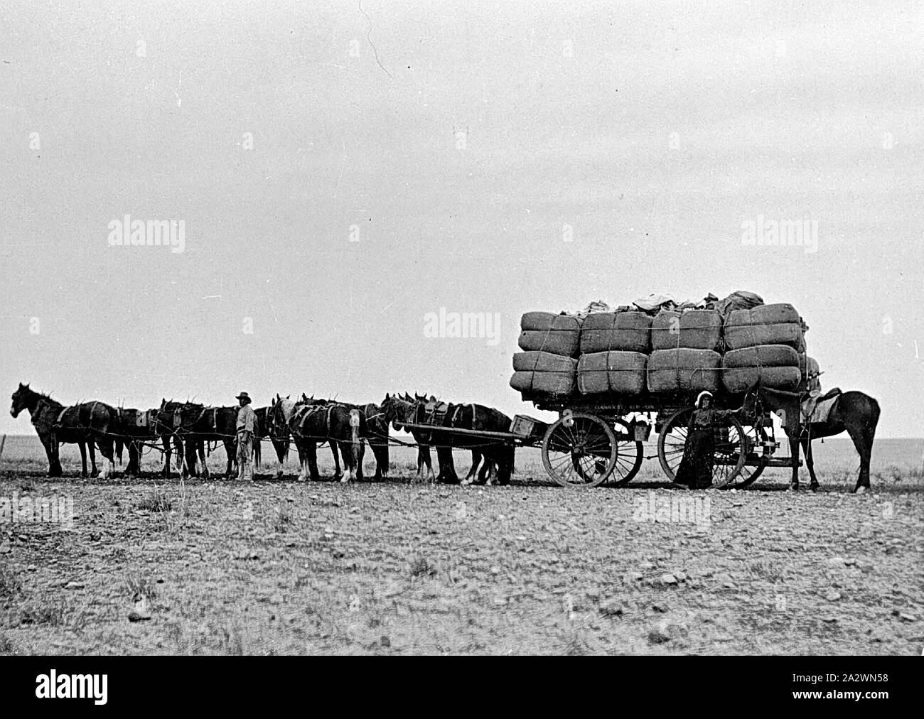 Negative - Horse Drawn Wagon Laden With Wool Bales on 'Portland Downs' Station, Isisford District, Queensland, circa 1915, Horsedrawn wagon laden with wool bales on 'Portland Downs' station Stock Photo