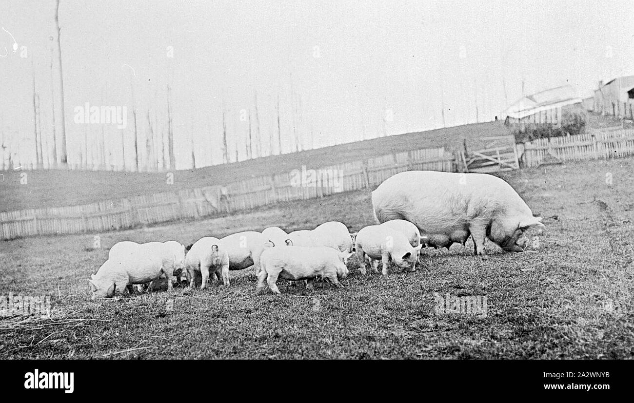 Negative Pigs, Gippsland, Victoria, pre 1900, Sow and piglets in