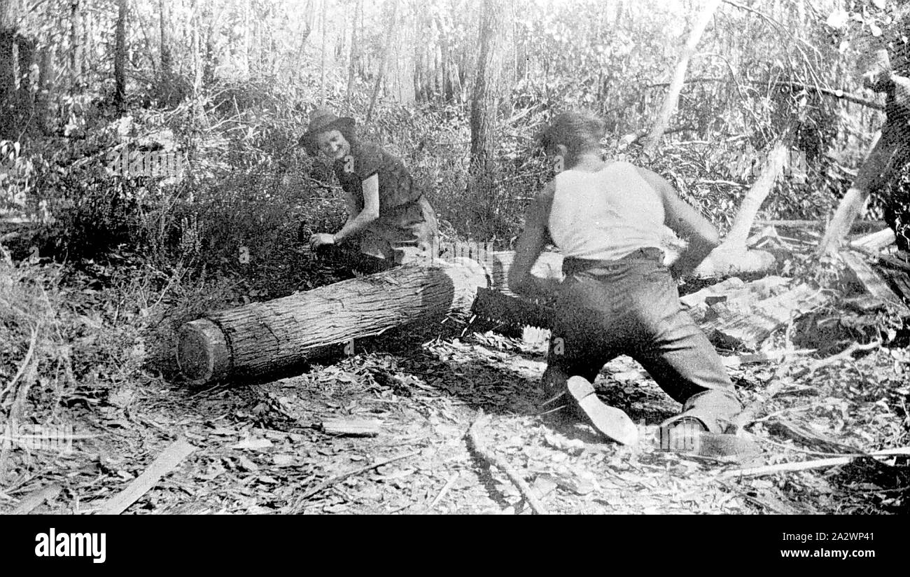 Negative - Beechworth, Victoria, circa 1930, Man and woman sawing a log into fence posts set amongst dense bushland. The woman wears a short sleeve shirt, pants and hat whilst the man wears a white singlet and long pants. They are using a two man crosscut saw to cut a log Stock Photo