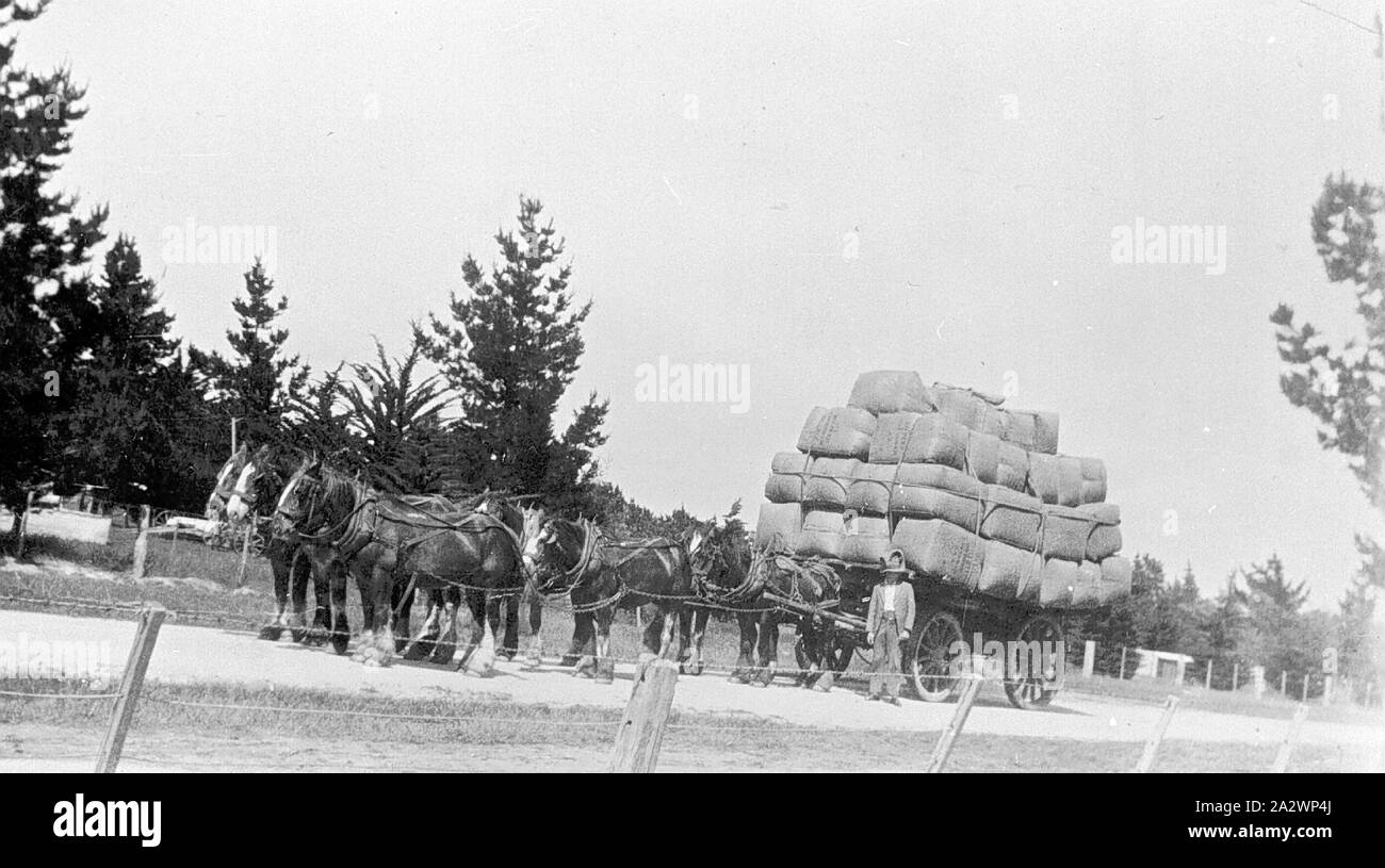Negative - Bo Peep, Victoria, 1933, A horse team pulling a dray laden with wool bales. They are on their way to Windermere Railway Station and then to Dennys Lascelles, Geelong Stock Photo