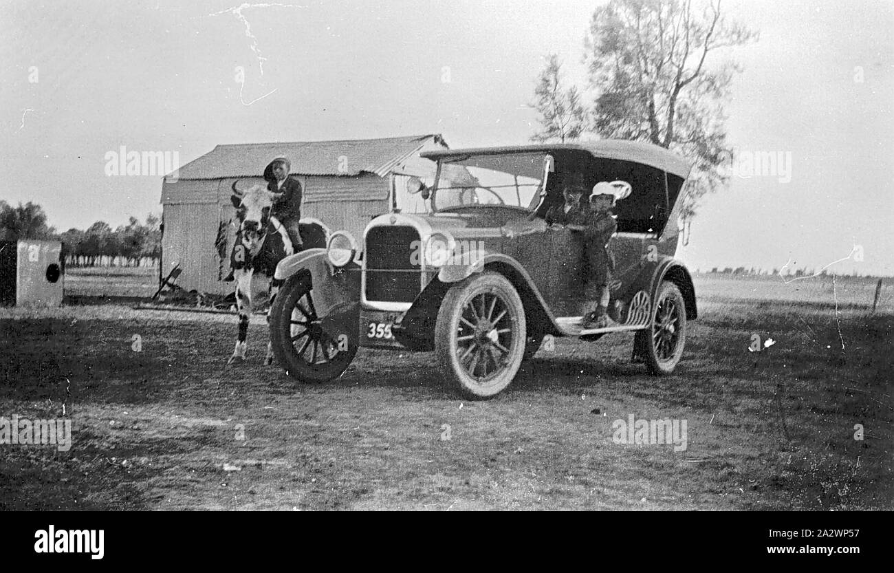 Negative - Dooen North, Victoria, pre 1930, A young boy riding a bullock (named 'Baldy') next to a car. A small boy stands on the running board and a man is seated in the passenger seat Stock Photo