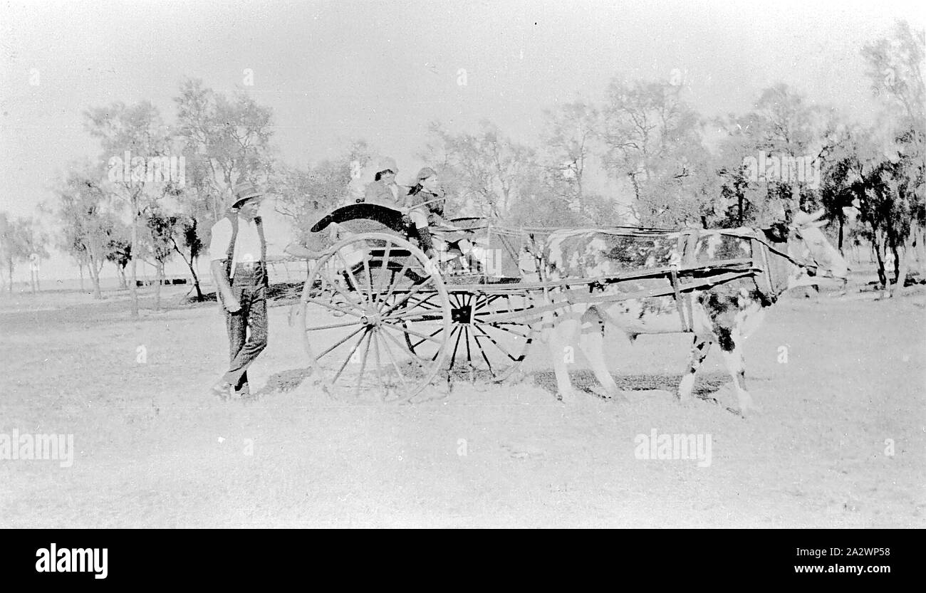 Negative - Dooen North, Victoria, pre 1930, A bullock (named 'Baldy') harnessed to a gig Stock Photo